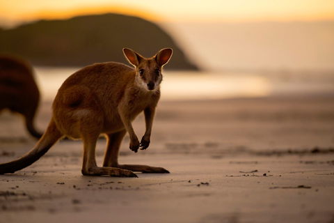 Cape Hillsborough – A Low Tide Fishing Adventure - Accommodation Coffs Harbour 1