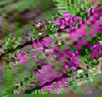 Cassinia Walking Track - Accommodation Coffs Harbour