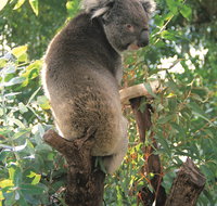 Caversham Wildlife Park - Accommodation Coffs Harbour