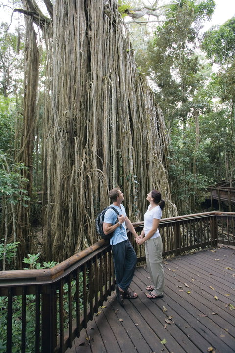 Curtain Fig Tree, Yungaburra - Accommodation Coffs Harbour 0