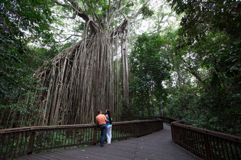 Curtain Fig Tree, Yungaburra - Accommodation Coffs Harbour 1