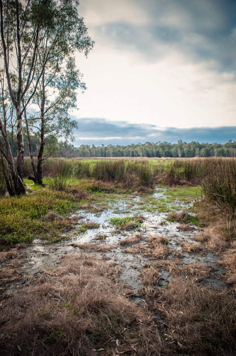 Gemmill Swamp Wildlife Reserve - Accommodation Coffs Harbour 2