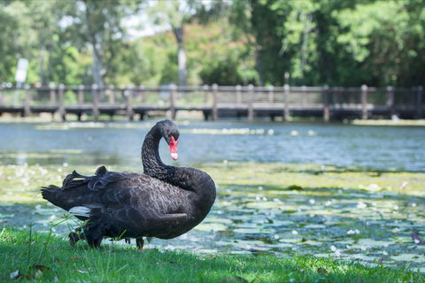Gold Coast Regional Botanic Gardens - Accommodation Coffs Harbour 1