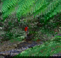 Goldsborough Valley Wooroonooran National Park - Accommodation Coffs Harbour