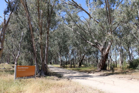 Gunbower Island Forest Drive - Accommodation Coffs Harbour 2
