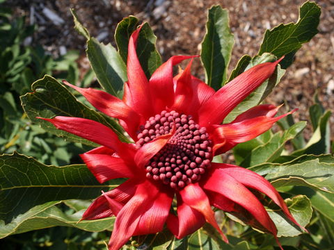 Inverawe Native Gardens - Accommodation Coffs Harbour 0