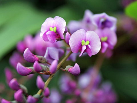 Inverawe Native Gardens - Accommodation Coffs Harbour 2