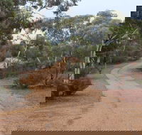 Karlkurla Bushland Park - Accommodation Coffs Harbour