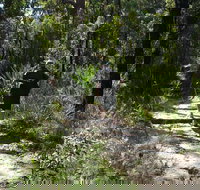 Karloo Walking Track - Accommodation Coffs Harbour