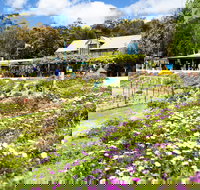 Kate's Berry Farm - Accommodation Coffs Harbour