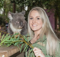 Koala Park Sanctuary - Accommodation Coffs Harbour