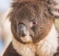 Kyabram Fauna Park - Accommodation Coffs Harbour
