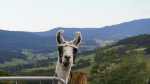 Llama Walks Tasmania - Accommodation Coffs Harbour 0