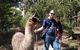 Llama Walks Tasmania - thumb 1