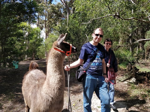 Llama Walks Tasmania - Accommodation Coffs Harbour 1