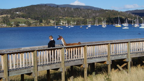 Llama Walks Tasmania - Accommodation Coffs Harbour 2