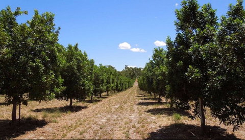 MacNuts WA Shop And Factory - Accommodation Coffs Harbour 0