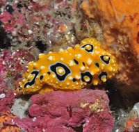 Magic Mountain Dive Site - Accommodation Coffs Harbour