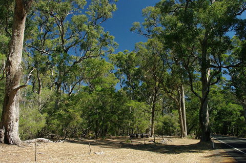 Maidens Tuart Forest - Accommodation Coffs Harbour 0