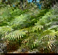 Mungo Rainforest Walk - Accommodation Coffs Harbour