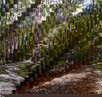 Myrtle Scrub Scenic Drive - Accommodation Coffs Harbour