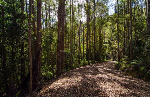 Myrtle Scrub Scenic Drive - Accommodation Coffs Harbour 0