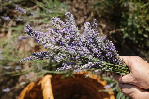Nannup Lavender Farm - Accommodation Coffs Harbour 2