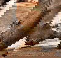 National Zoo  Aquarium - Accommodation Coffs Harbour