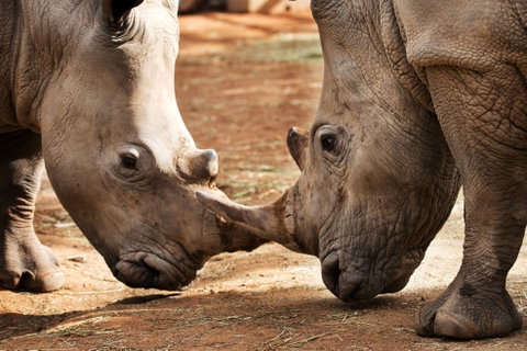 National Zoo & Aquarium - Accommodation Coffs Harbour 0