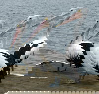 Pelican Feeding - Accommodation Coffs Harbour