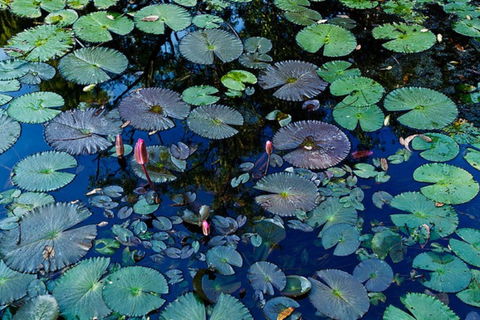 Pine Creek Water Gardens - Accommodation Coffs Harbour 0