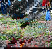 Portsea Market - Accommodation Coffs Harbour