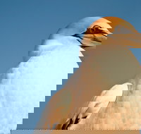 Port Phillip Heads Marine National Park - Accommodation Coffs Harbour