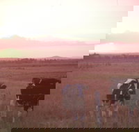 Pyree - Accommodation Coffs Harbour