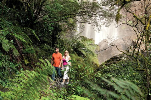 Queen Mary Falls Circuit, Main Range National Park - Accommodation Coffs Harbour 2