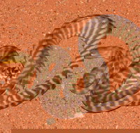 Red Desert Reptiles - Accommodation Coffs Harbour