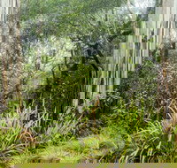 River walking track - Accommodation Coffs Harbour