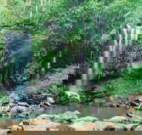 Tamborine National Park - Accommodation Coffs Harbour