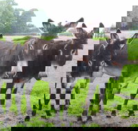 The Good Samaritan Donkey Sanctuary - Accommodation Coffs Harbour