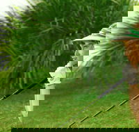 Whitsunday Green Club Golf - Accommodation Coffs Harbour