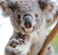 Wild Life Sydney Zoo - Accommodation Coffs Harbour