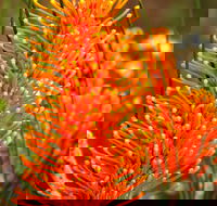 Wongan Hills Wildflowers - Accommodation Coffs Harbour