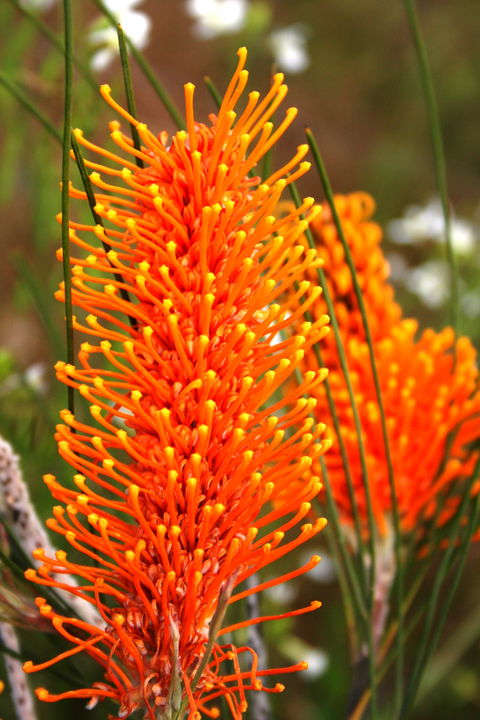 Wongan Hills Wildflowers - Accommodation Coffs Harbour 0