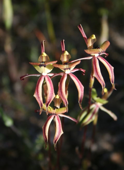 Wongan Hills Wildflowers - Accommodation Coffs Harbour 1
