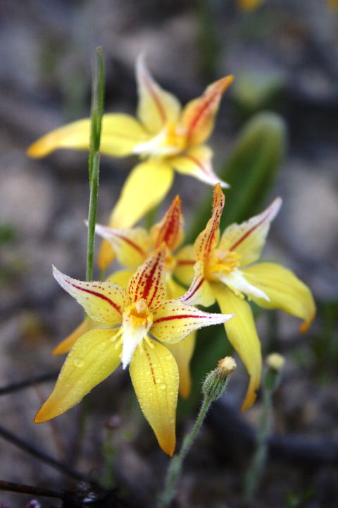 Wongan Hills Wildflowers - Accommodation Coffs Harbour 2