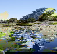 Anderson Park Botanic Gardens - Accommodation Coffs Harbour