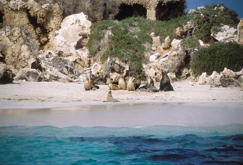 Australian Sea Lions - Accommodation Coffs Harbour 0