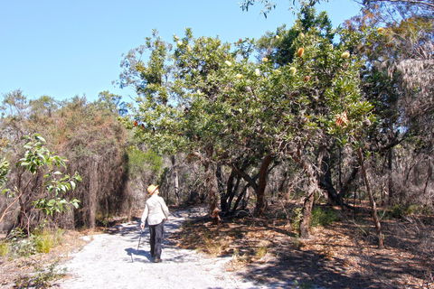 Banksia Track, Burrum Coast National Park - Accommodation Coffs Harbour 1