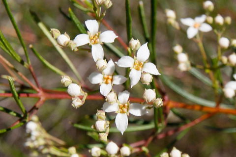 Banksia Track, Burrum Coast National Park - Accommodation Coffs Harbour 2