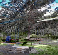 Barrington Tops State Forest - Accommodation Coffs Harbour